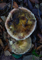 Russula amoenicolor