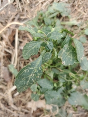 Cyanthillium cinereum