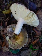 Russula amoenicolor