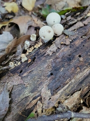 Apioperdon pyriforme