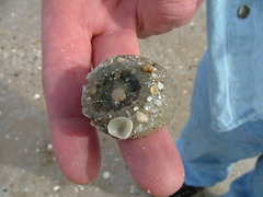 Anthopleura