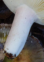 Russula amoenicolor