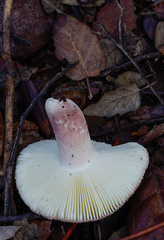 Russula amoenicolor