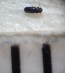 Actidium lineare