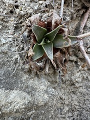 Dudleya
