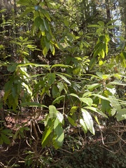 Rhododendron macrophyllum