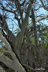 Cereus aethiops