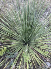 Dasylirion cedrosanum