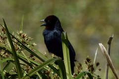 Chrysomus ruficapillus