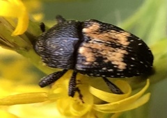 Glyptobaris lecontei