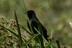 Chrysomus ruficapillus