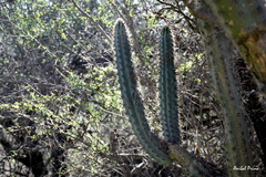 Cereus aethiops