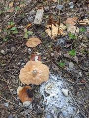 Clitocybe