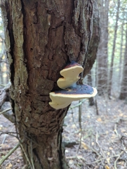 Fomitopsis pinicola