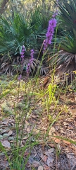Liatris quadriflora
