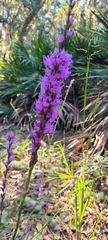 Liatris quadriflora
