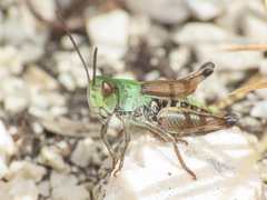 Stenobothrus apenninus
