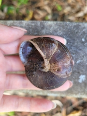 Caracolus
