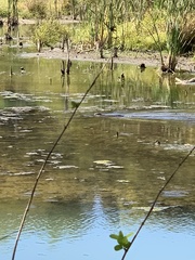 Ondatra zibethicus