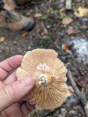 Clitocybe
