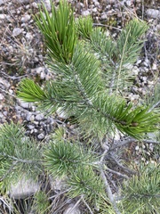Pinus cembroides