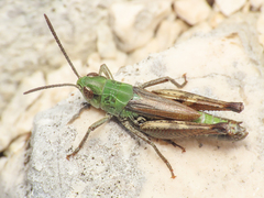 Stenobothrus apenninus
