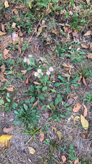 Erigeron quercifolius