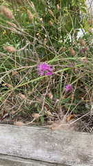 Centaurea stoebe