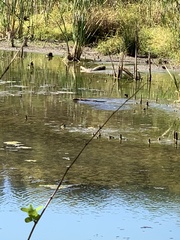 Ondatra zibethicus