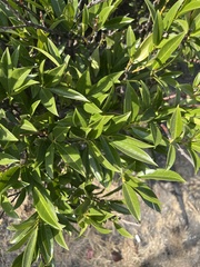 Prunus lusitanica