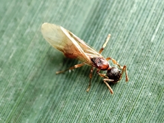 Myrmica rubra