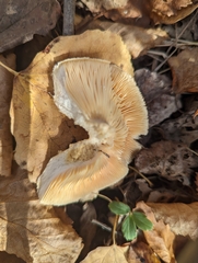 Clitocybe