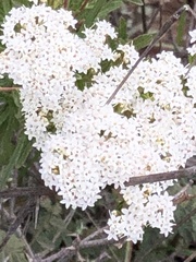 Stevia serrata