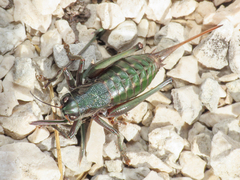 Anonconotus sibyllinus