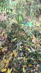 Elymus virginicus