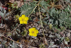 Potentilla breweri