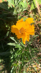 Coreopsis lanceolata