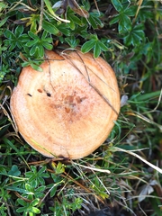 Lactarius salmonicolor