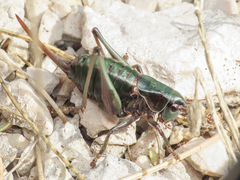 Anonconotus sibyllinus