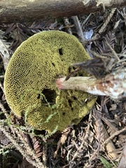 Xerocomellus diffractus