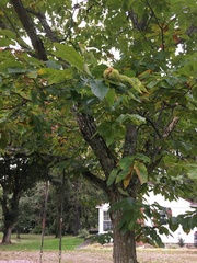 Castanea mollissima