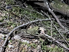 Anaxyrus boreas
