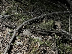 Anaxyrus boreas