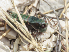 Anonconotus sibyllinus