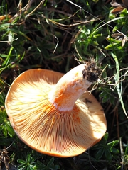 Lactarius salmonicolor
