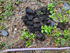 Ursus americanus eremicus