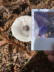 Lepiota atrodisca