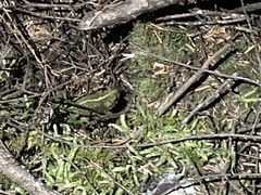 Anaxyrus boreas