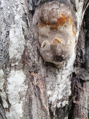 Phellinus tremulae