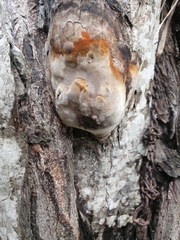 Phellinus tremulae